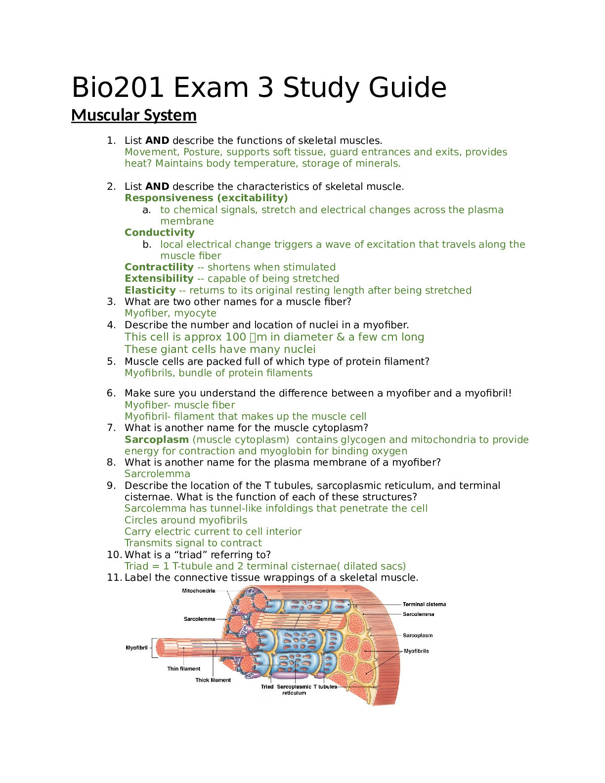 Bio201 Exam 3 Study Guide Muscular System